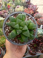 Haworthia Retusa - Miniatura 2