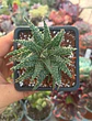 Aloe Pepe - Miniatura 1
