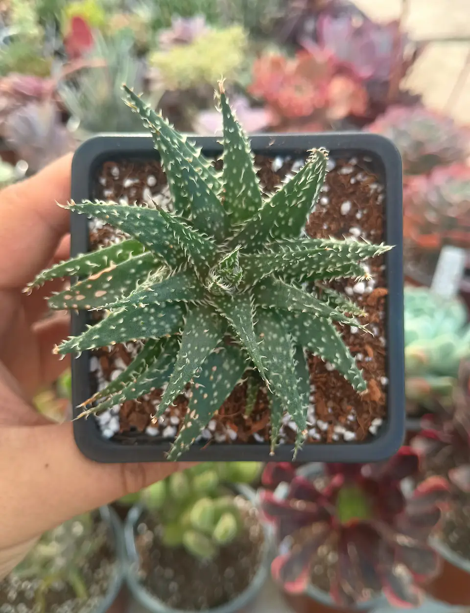 Aloe Pepe 1