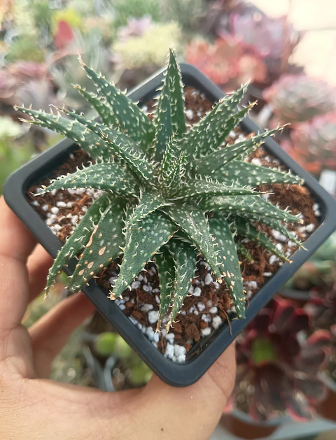 Aloe Pepe