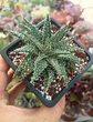 Aloe Pepe - Miniatura 2