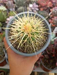 Echinocactus Grusonii - Miniatura 1