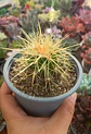 Echinocactus Grusonii - Miniatura 2
