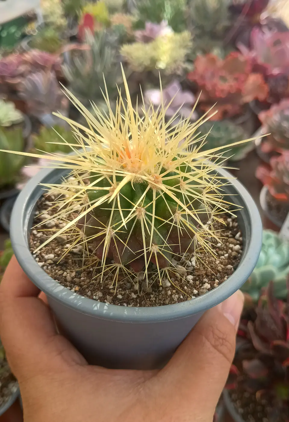 Echinocactus Grusonii 2