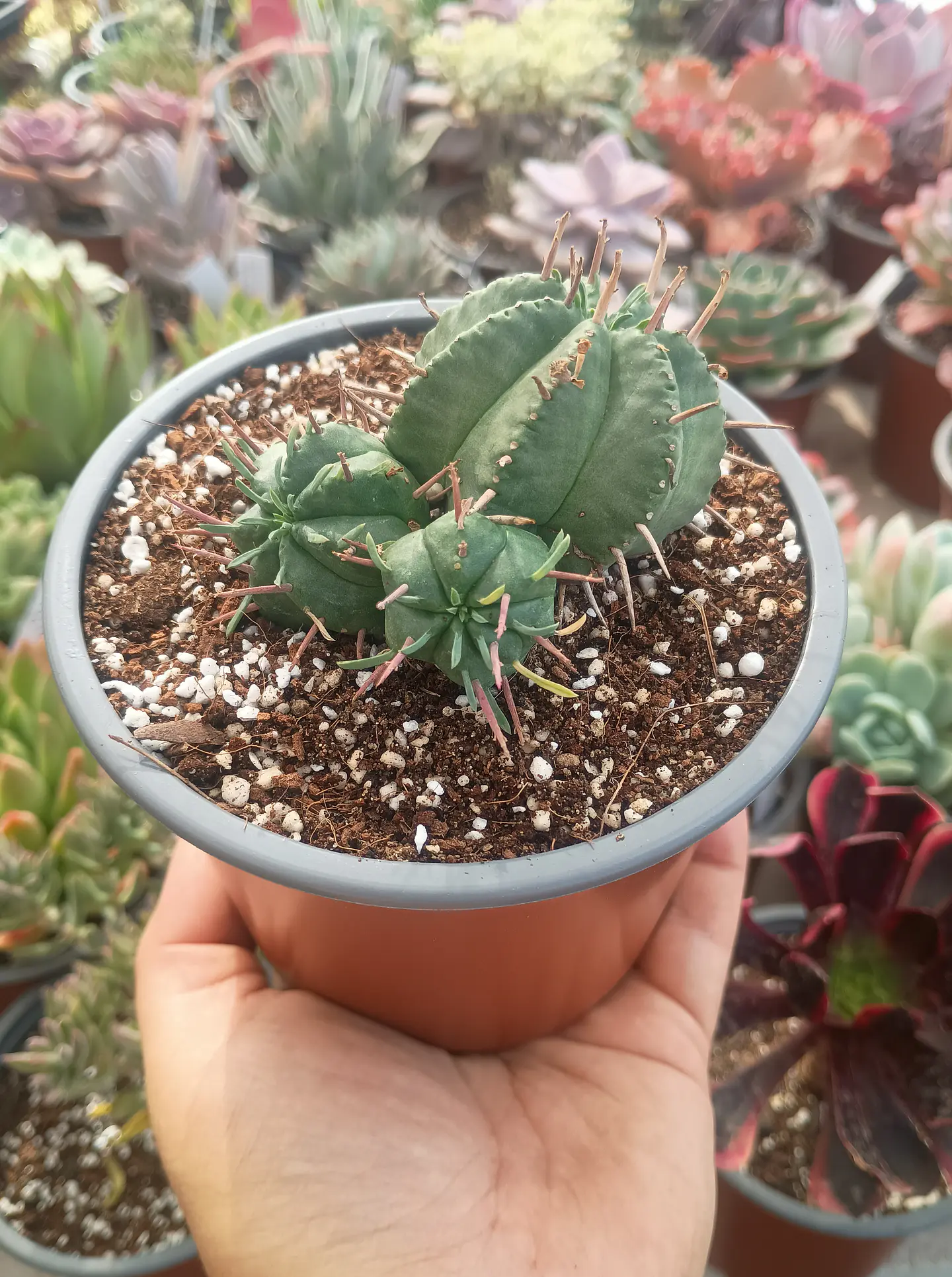 Euphorbia pulvinata 1