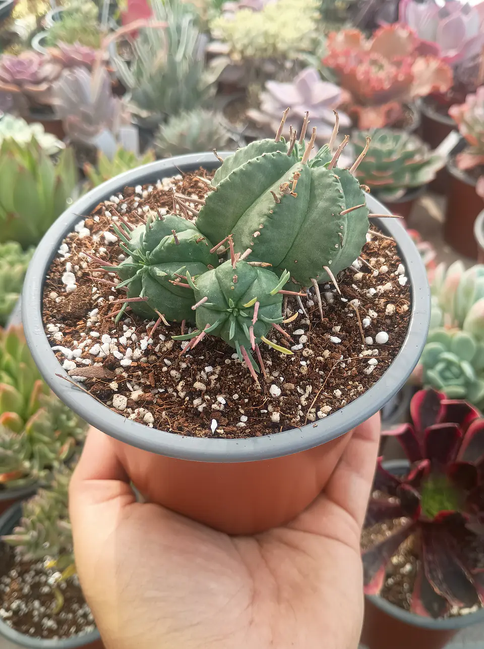 Euphorbia pulvinata 1