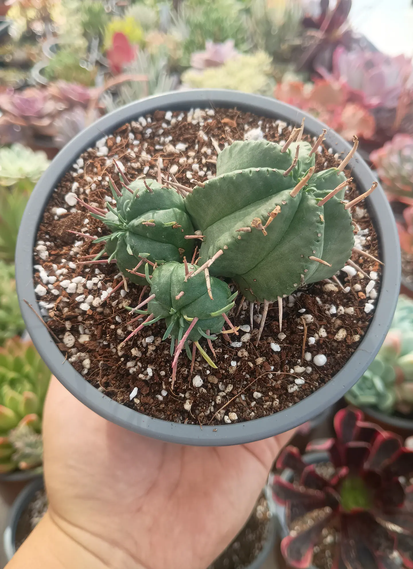 Euphorbia pulvinata 2