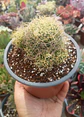 Mammillaria Dicipiens - Miniatura 1