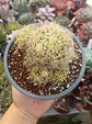 Mammillaria Dicipiens - Miniatura 2