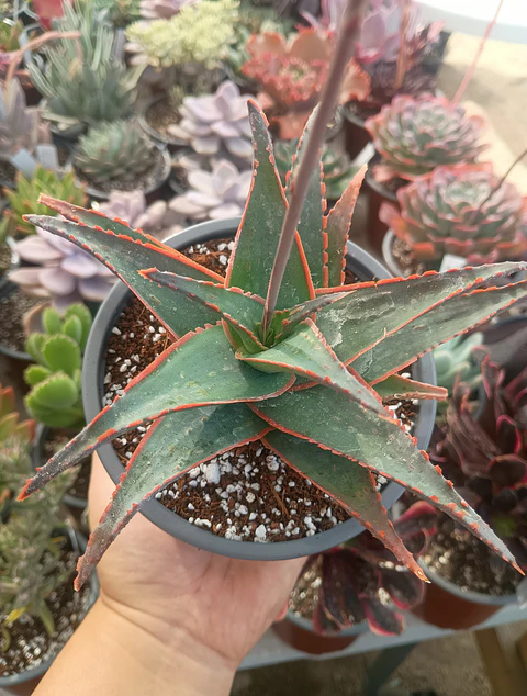 Aloe Fragilis