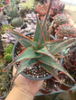Aloe Fragilis - Miniatura 1