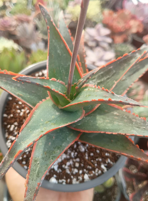 Aloe Fragilis