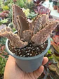 Kalanchoe Beharensis fang - Miniatura 1