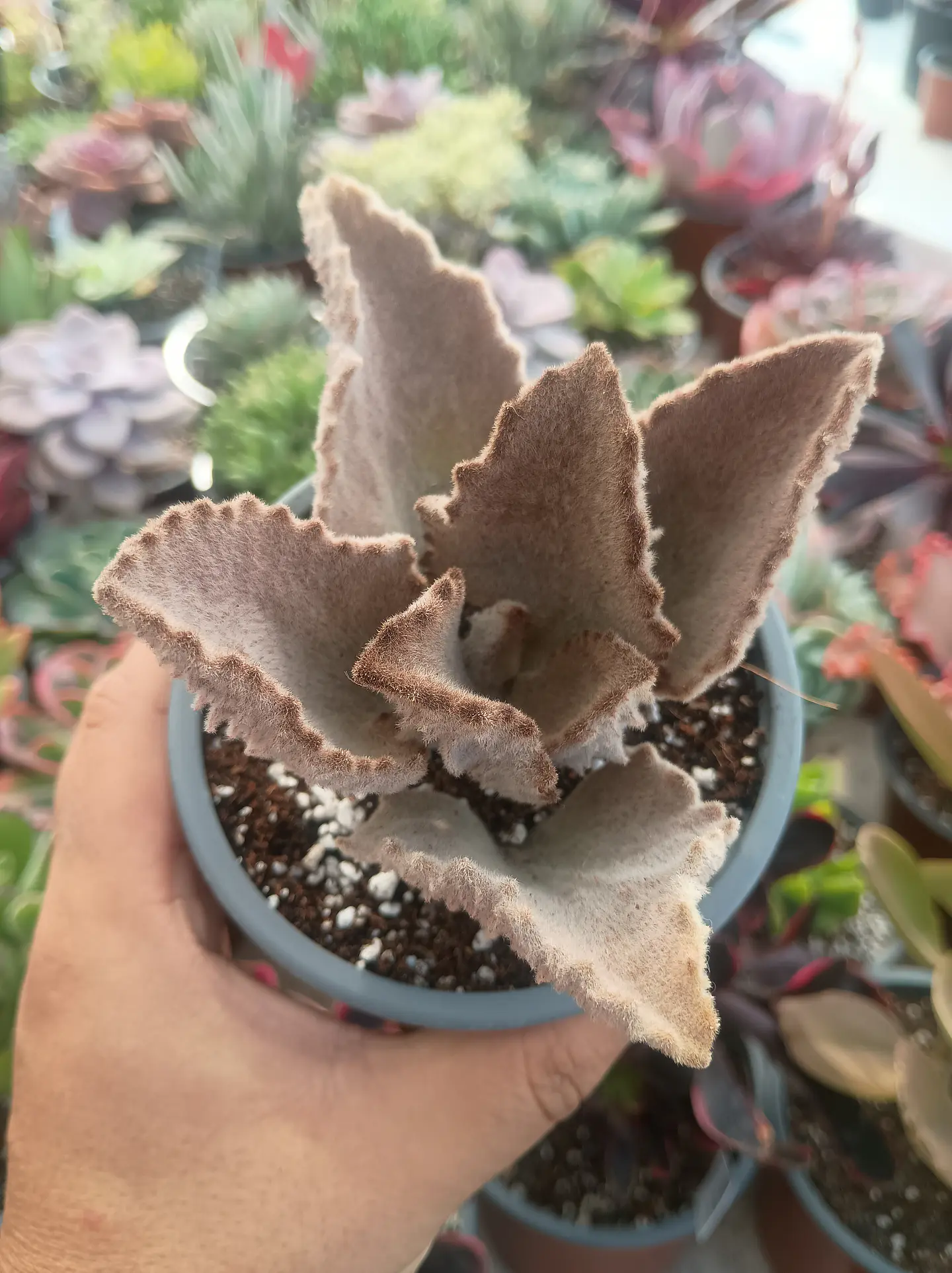 Kalanchoe Beharensis fang 2