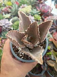 Kalanchoe Beharensis fang - Miniatura 2