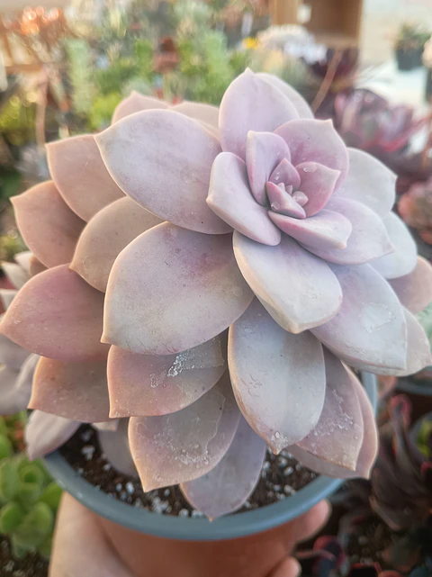 Quetzacoatlia superba (Graptopetalum superboom XL)