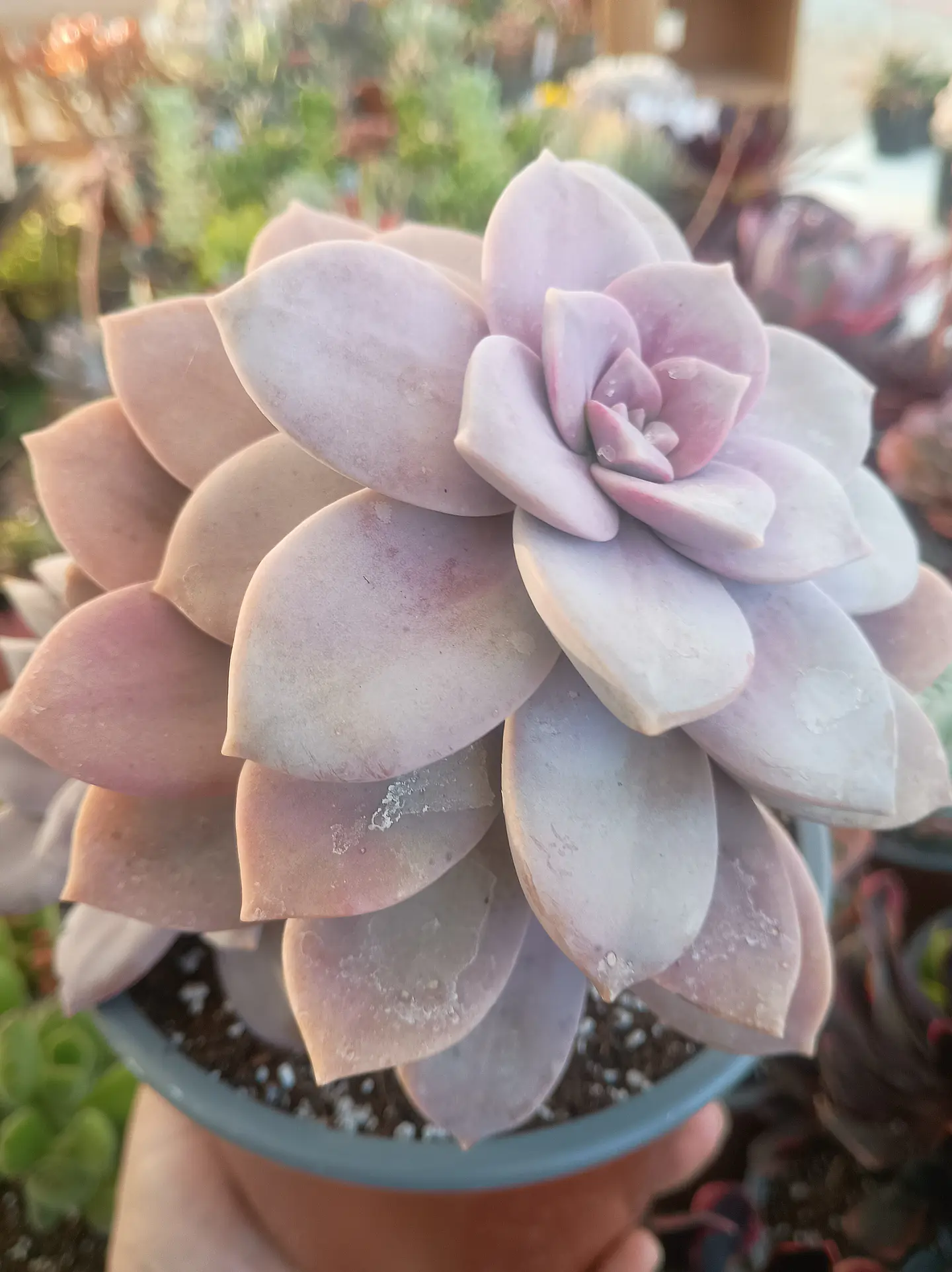 Quetzacoatlia superba (Graptopetalum superboom XL) 1