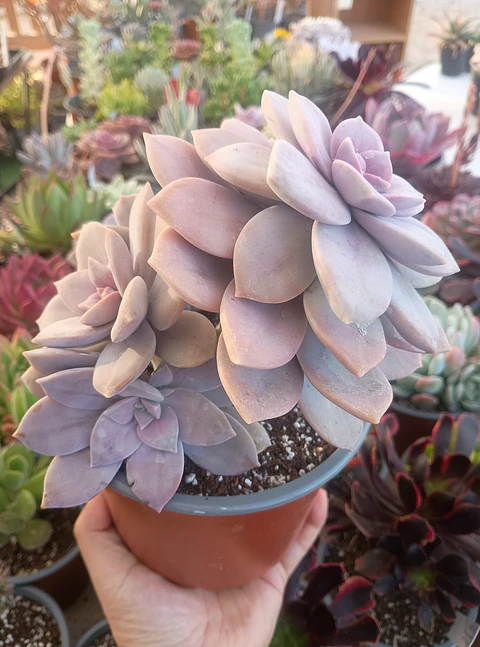 Quetzacoatlia superba (Graptopetalum superboom XL)