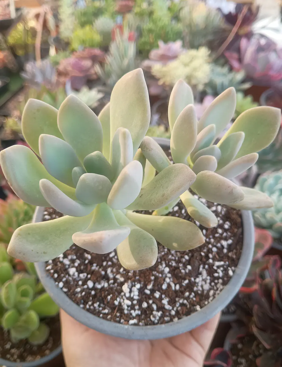 Graptophytum Supreme 1