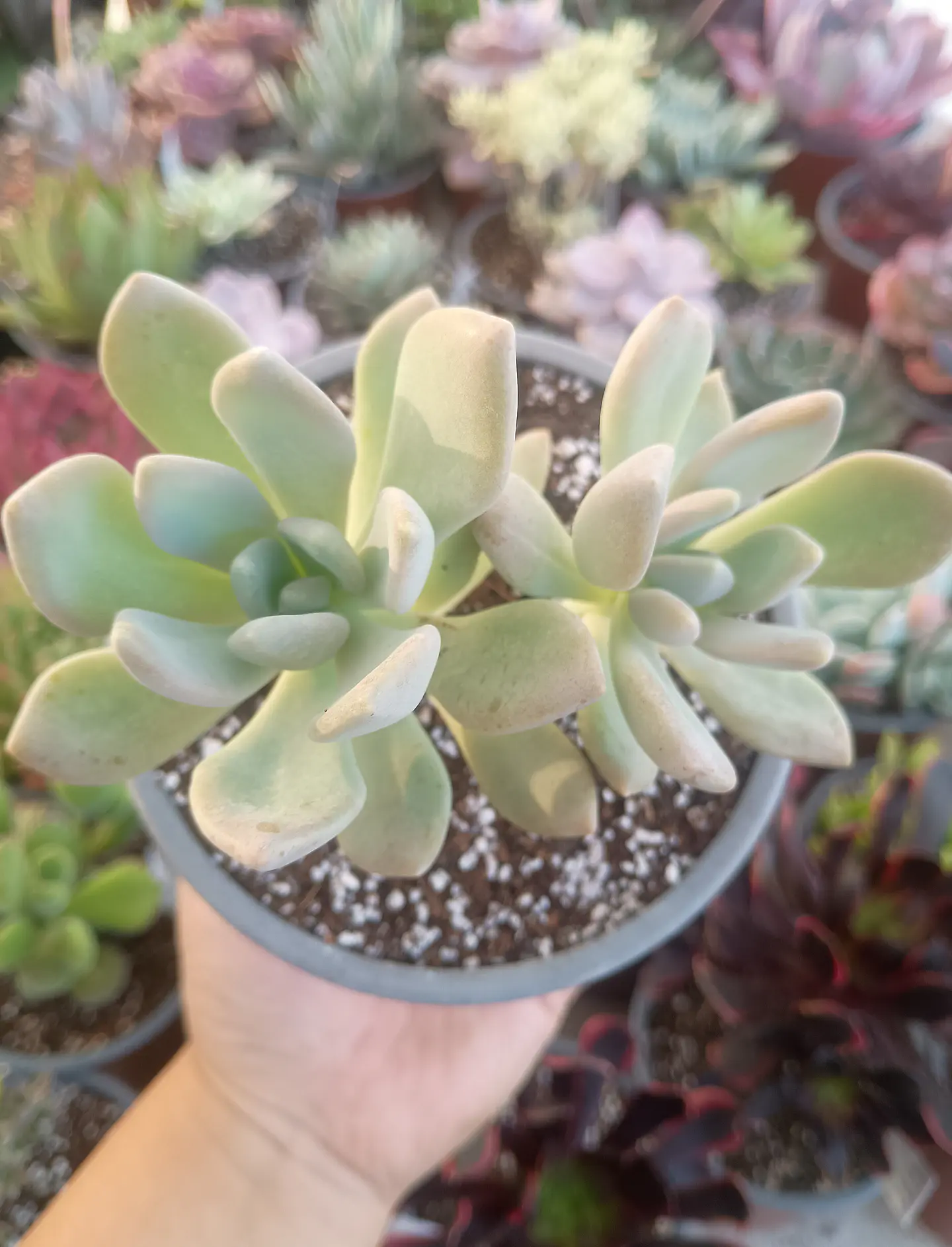 Graptophytum Supreme 2
