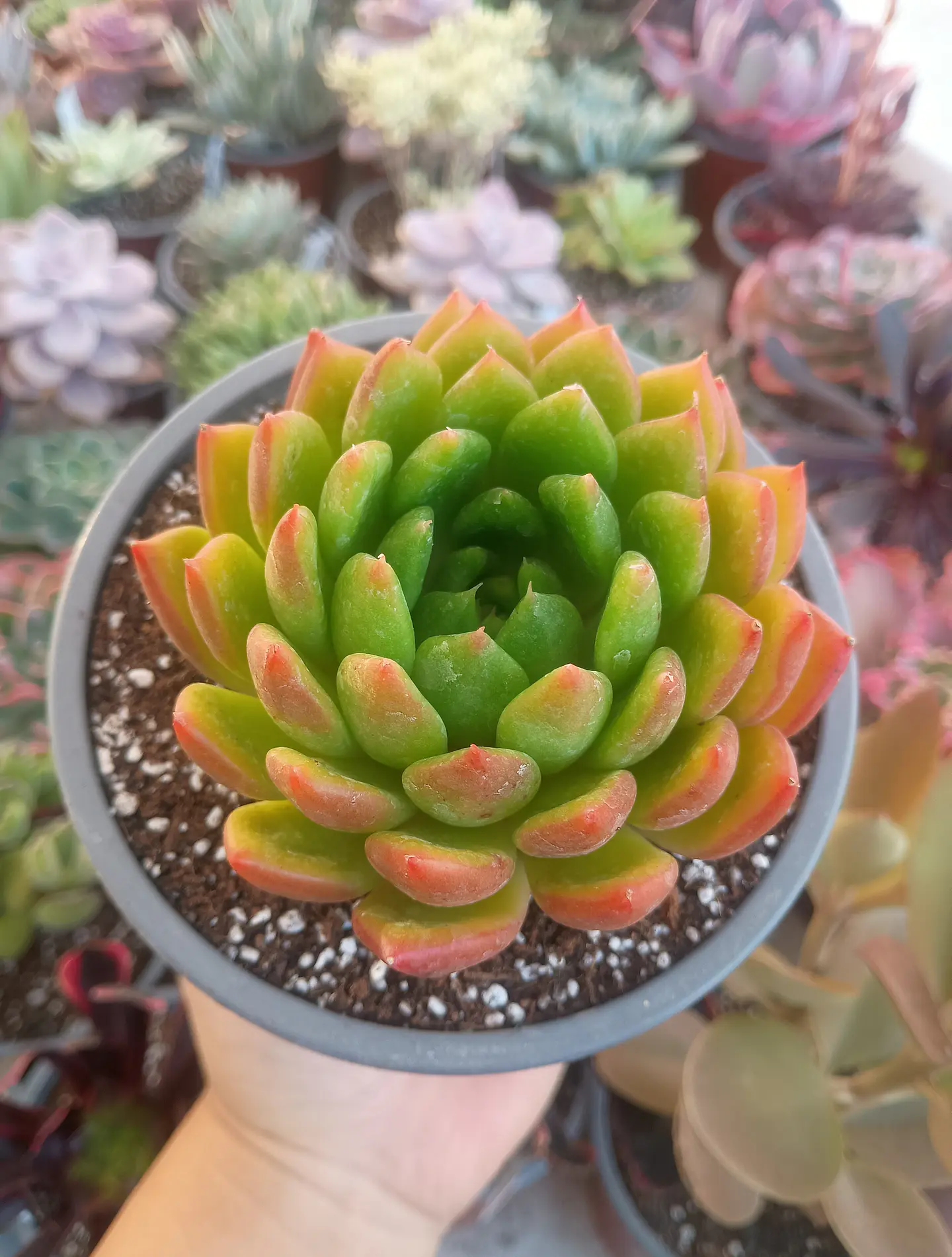 Echeveria Agavoides 1
