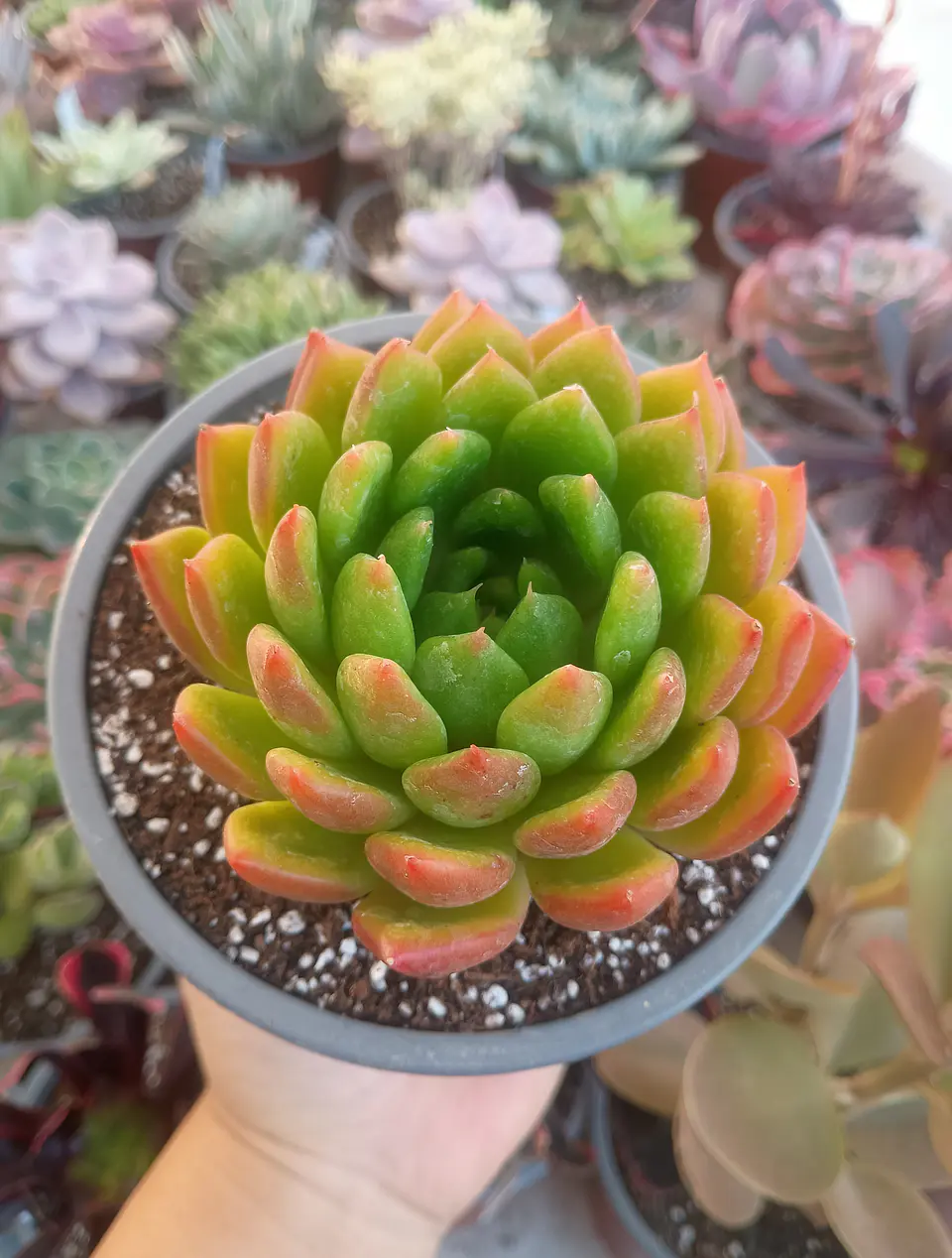 Echeveria Agavoides 1