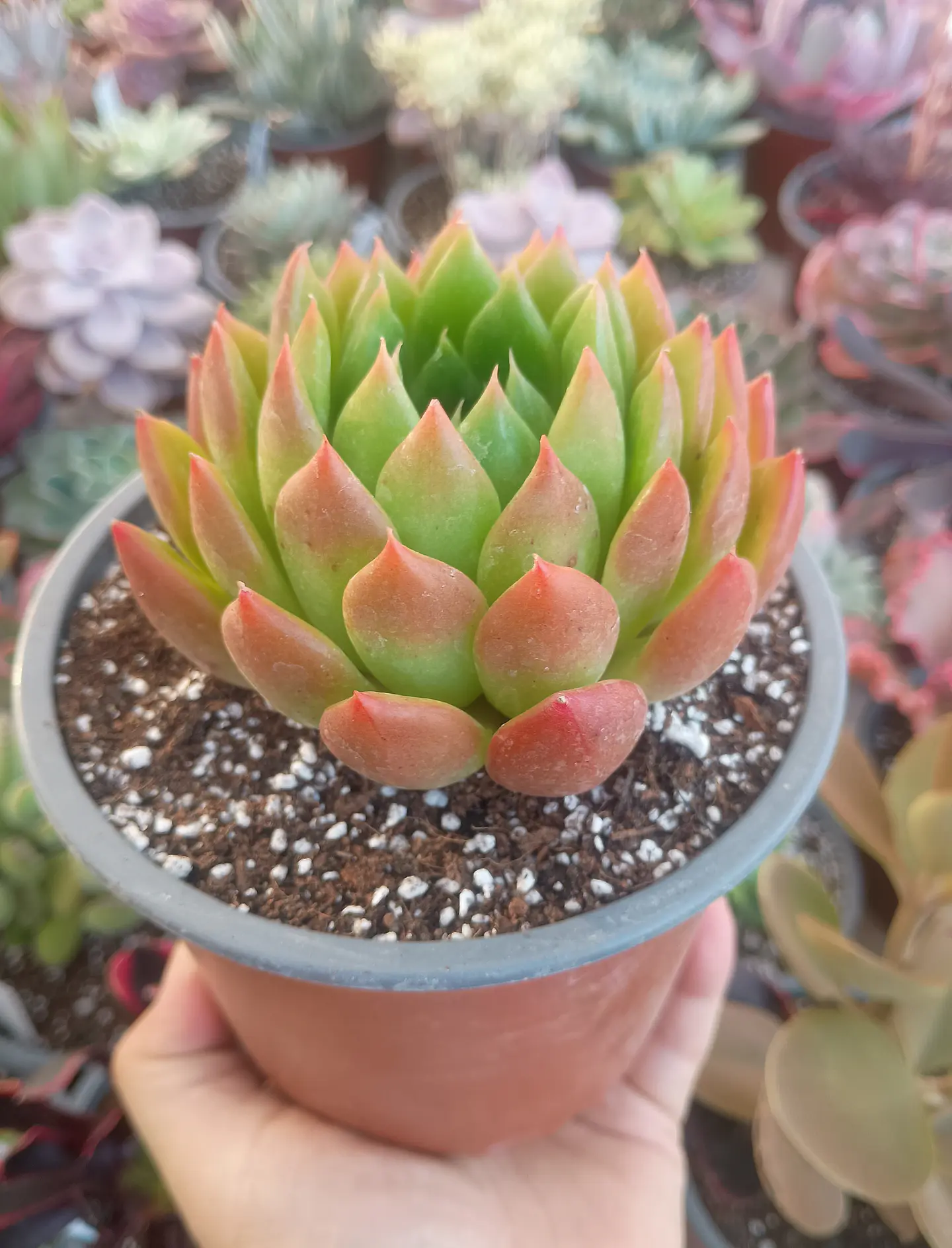 Echeveria Agavoides 2