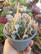 Echeveria Nichi cluster - Miniatura 1