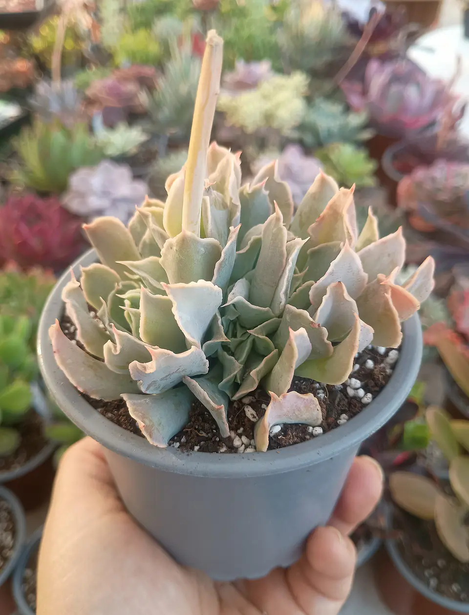 Echeveria Nichi cluster 1