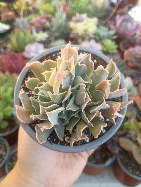 Echeveria Nichi cluster