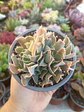 Echeveria Nichi cluster - Miniatura 2