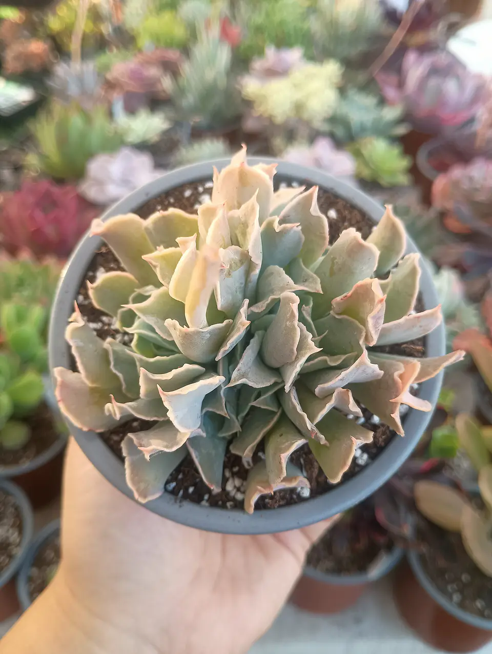 Echeveria Nichi cluster 2