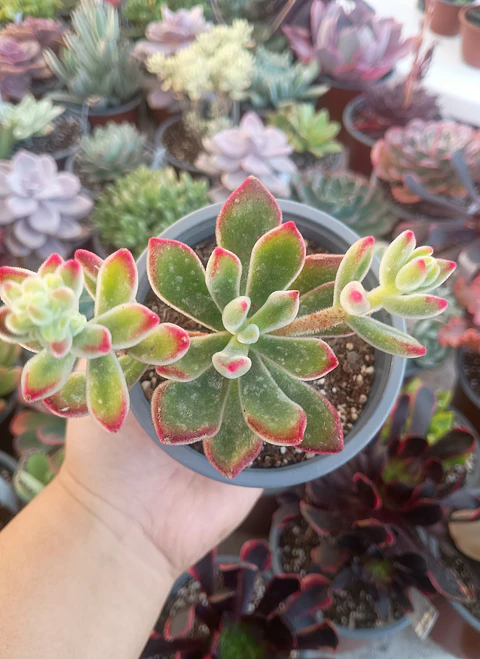 Echeveria Pulvinata rubí