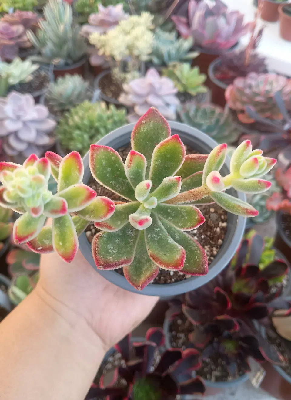 Echeveria Pulvinata rubí 1