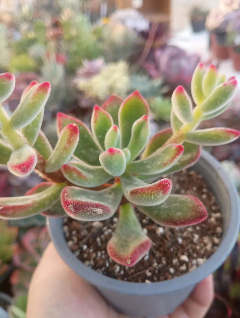 Echeveria Pulvinata rubí 2