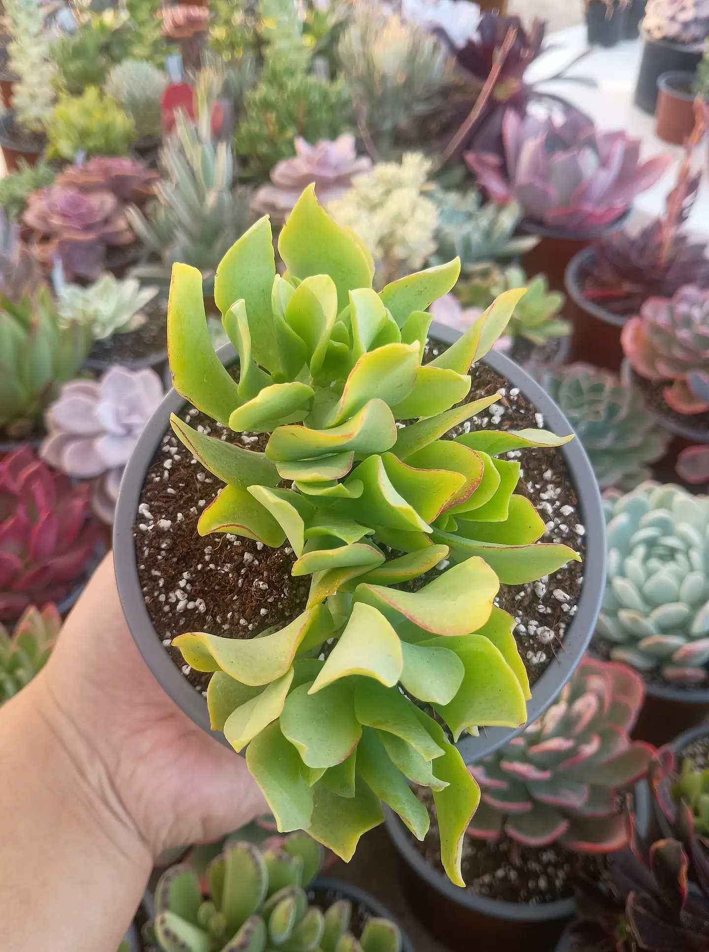 Crassula ovata ondulata 1