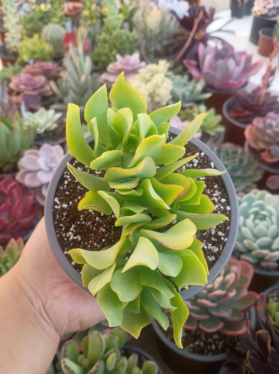 Crassula ovata ondulata 1