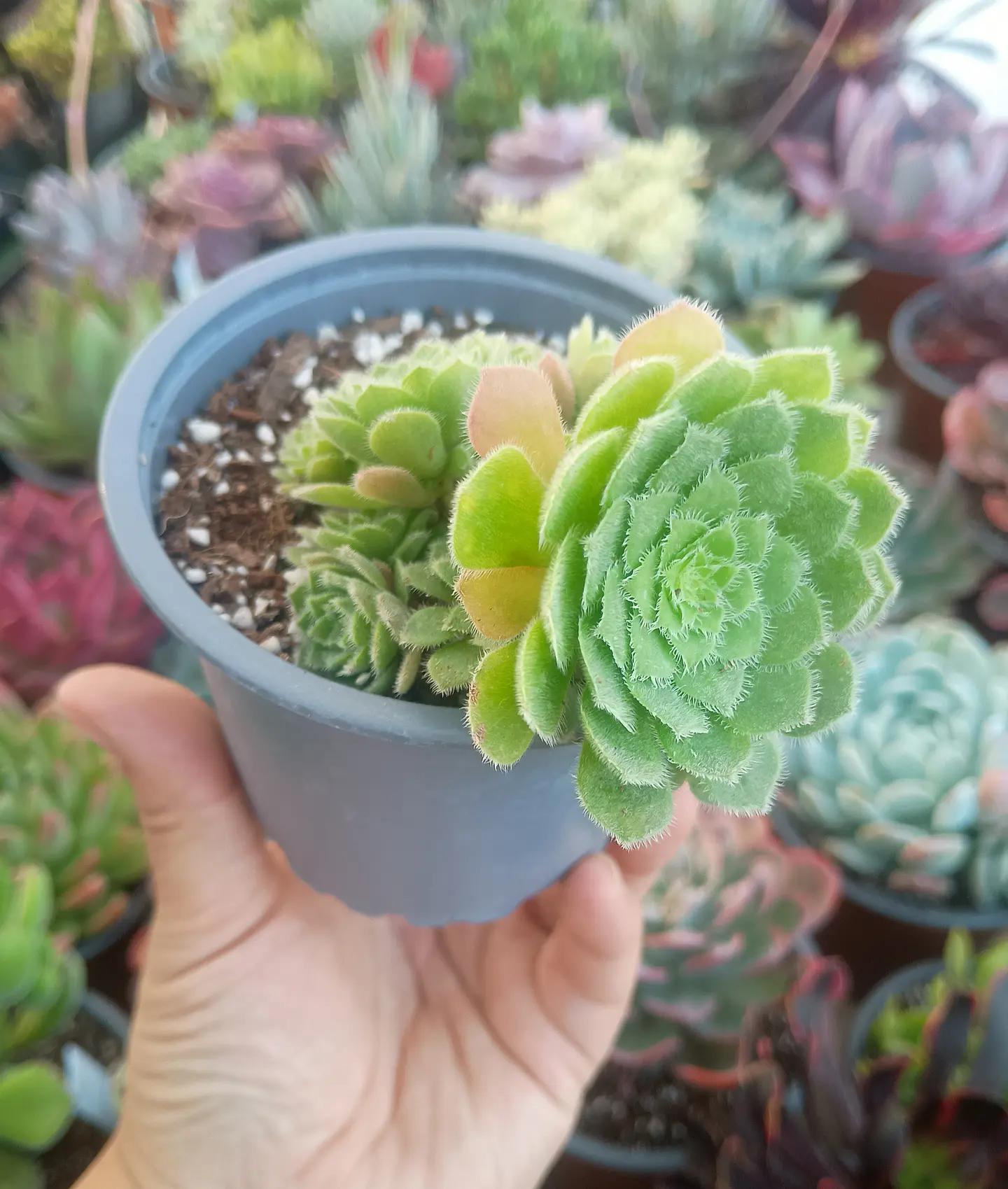 Rosularia 1