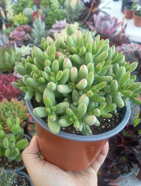 Crassula Nudicaulis Herrei