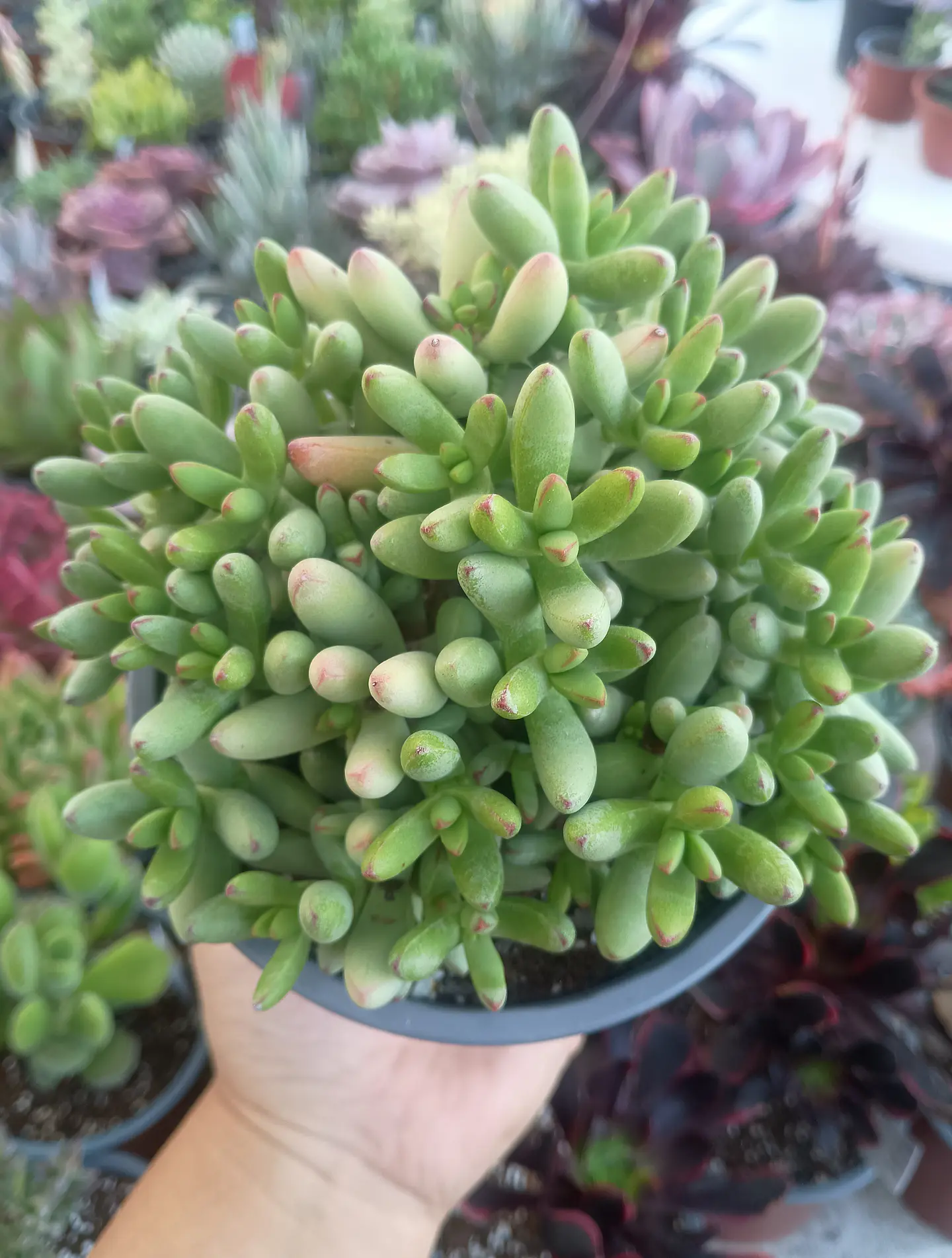 Crassula Nudicaulis Herrei 2