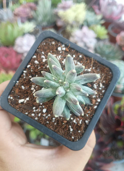 Pachyphytum compactum