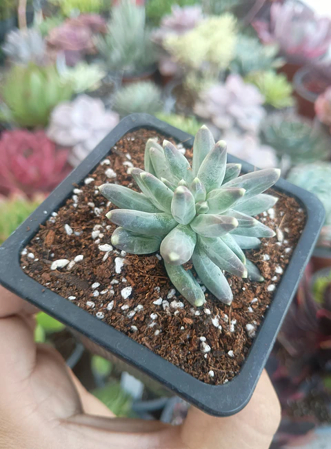 Pachyphytum compactum