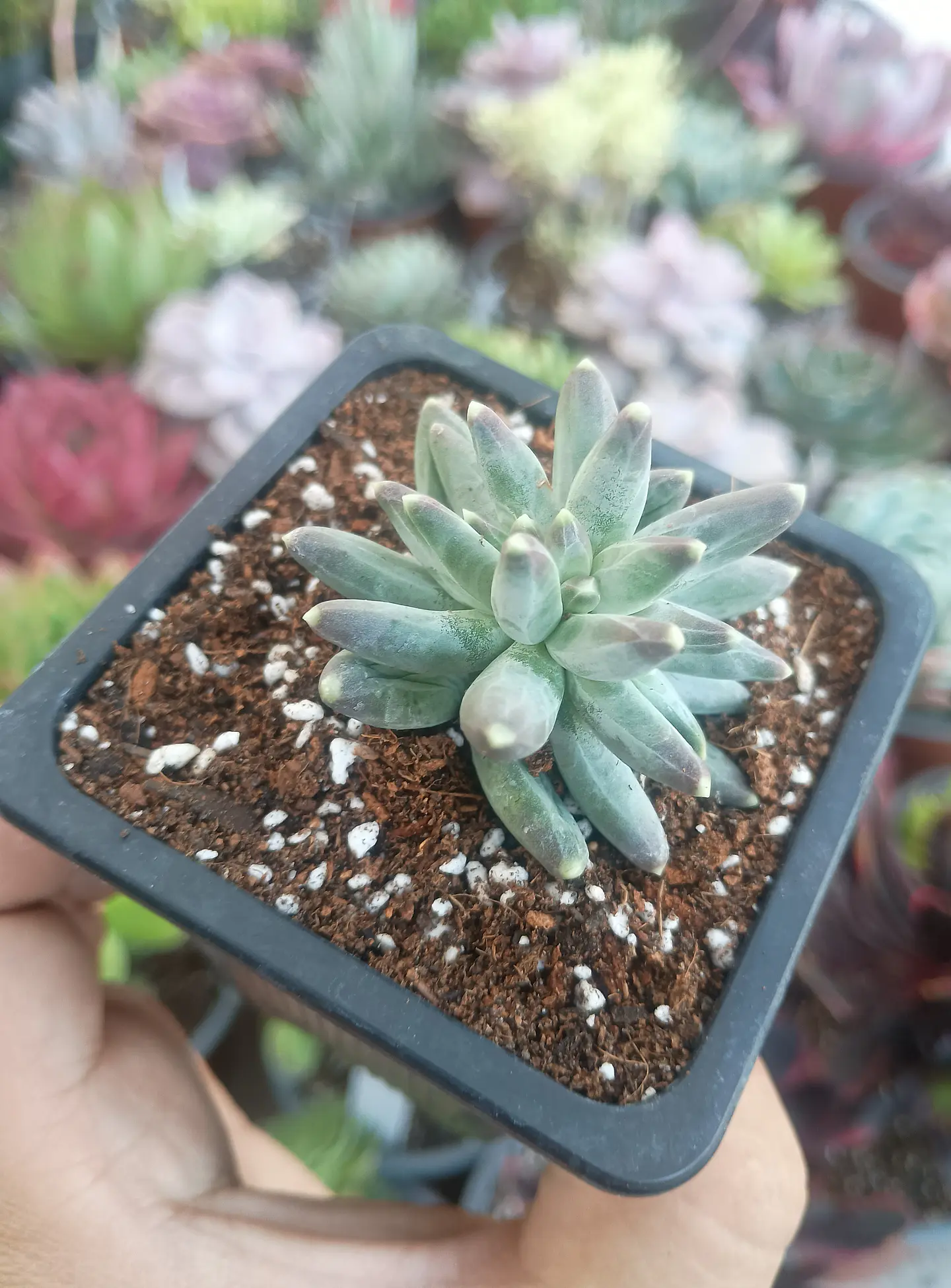Pachyphytum compactum 2