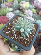Pachyphytum compactum - Miniatura 2