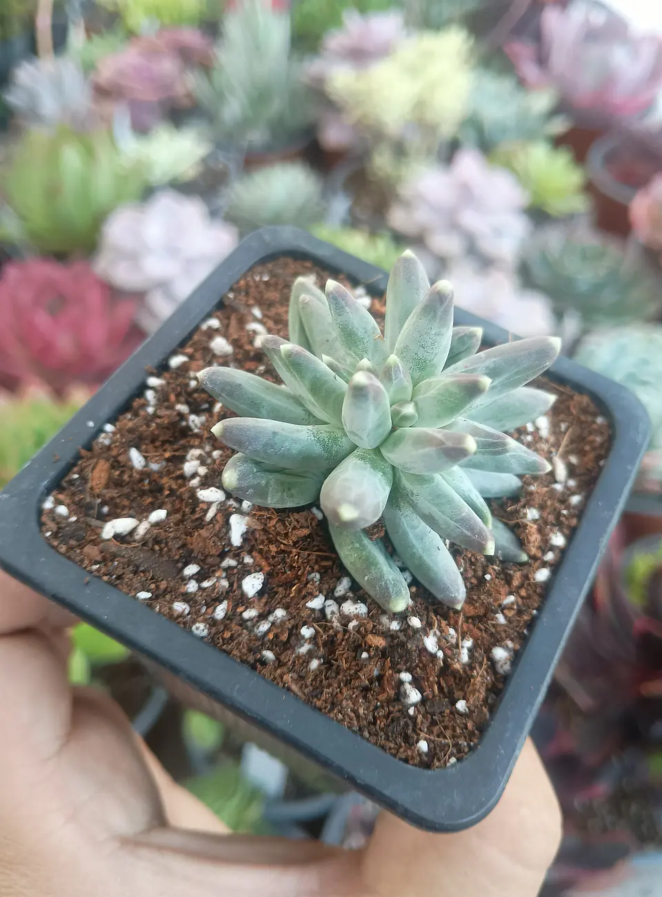 Pachyphytum compactum 2