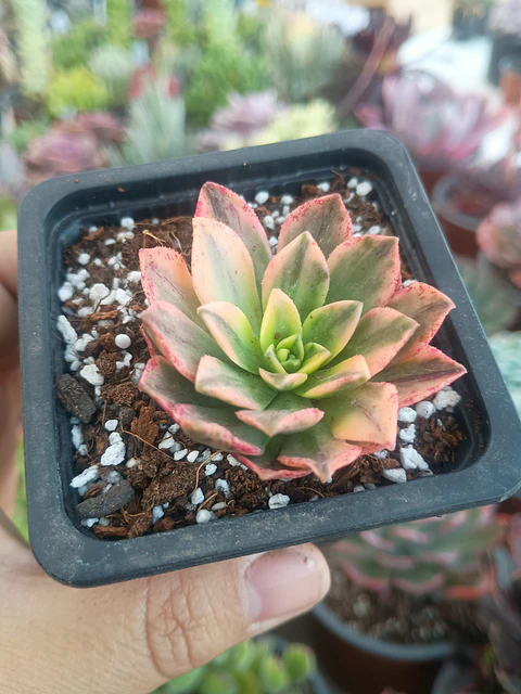 Aeonium Sweet tea 