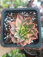 Aeonium Sweet tea  - Miniatura 2
