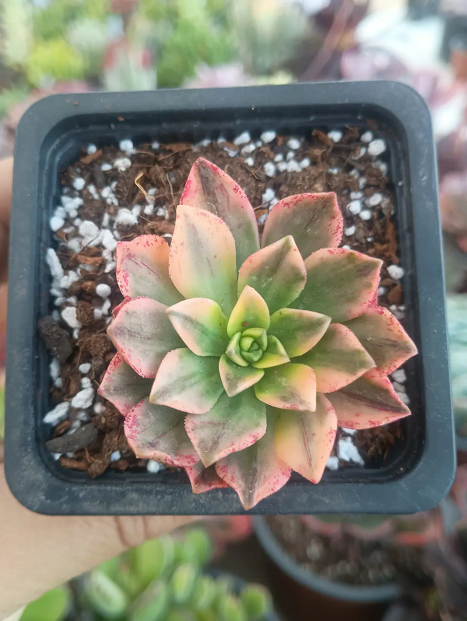 Aeonium Sweet tea  2