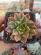 Aeonium sweet tea - Miniatura 1