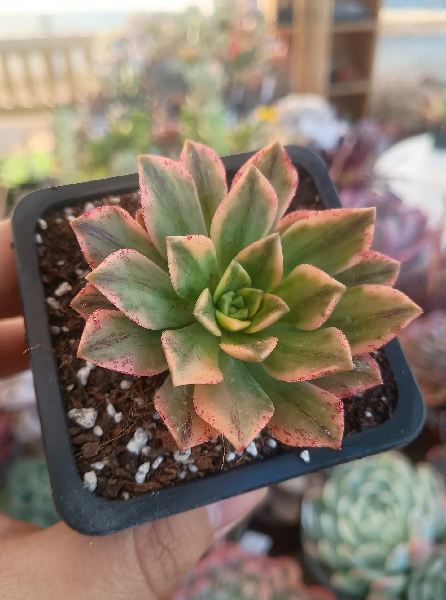 Aeonium sweet tea 2